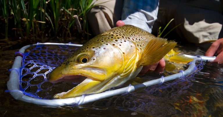 trip options 768x404