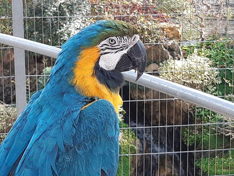 local favorites bird 1 768x576