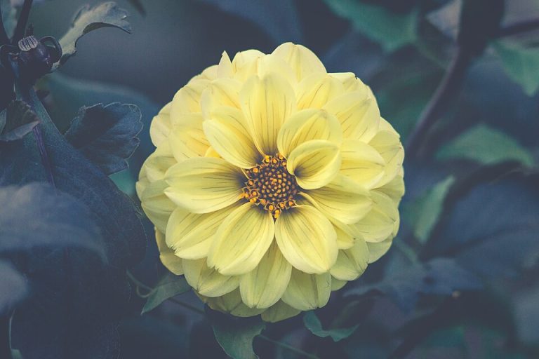 local favorites flowers 1 768x512