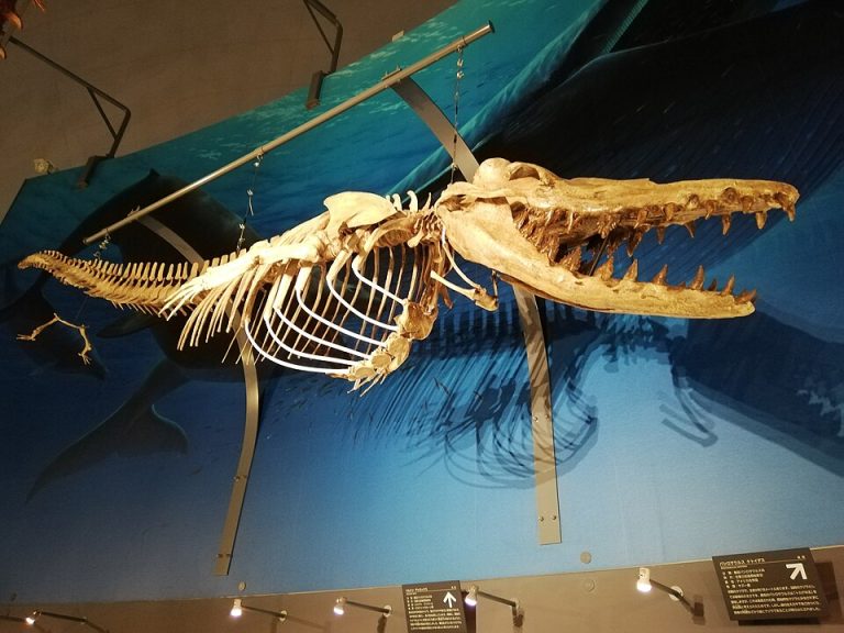 local favorites fossil 1 768x576