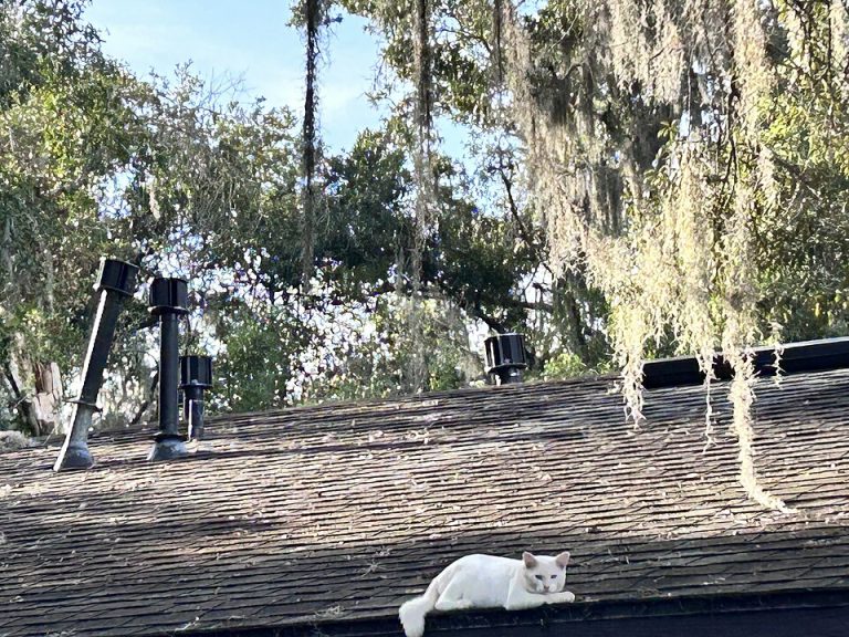 local favorites roofing 1 768x576