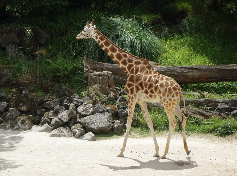 local favorites zoo 1 768x572